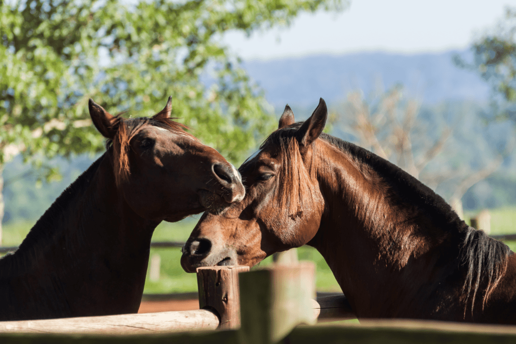 Comunicação dos cavalos