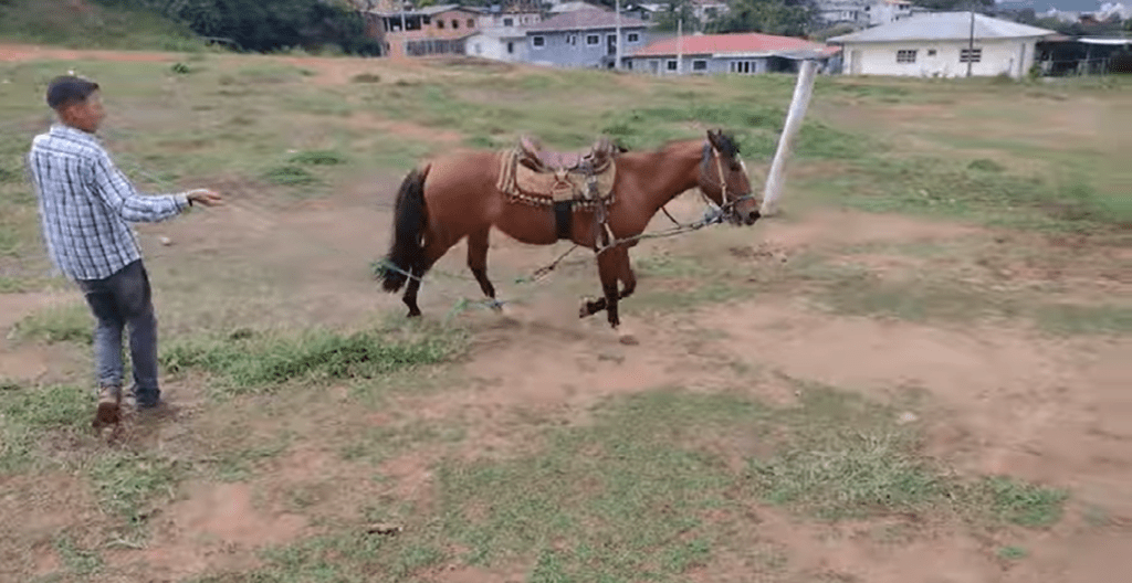 Doma Racional Aliança