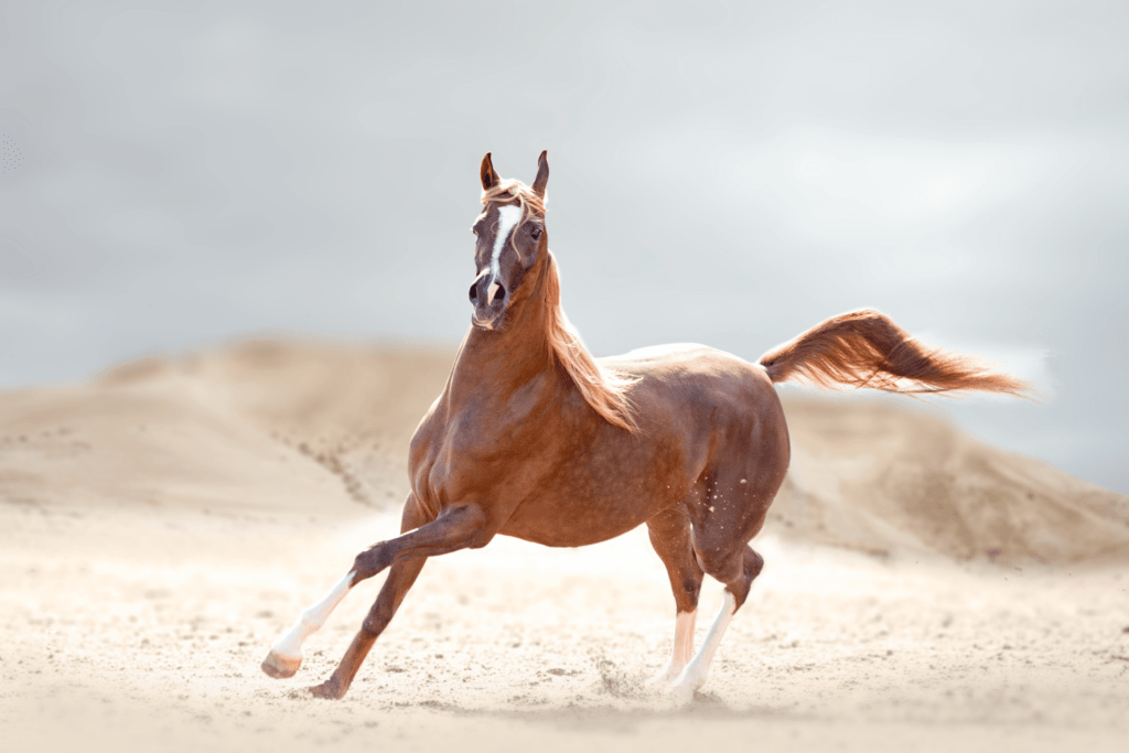 cavalo árabe