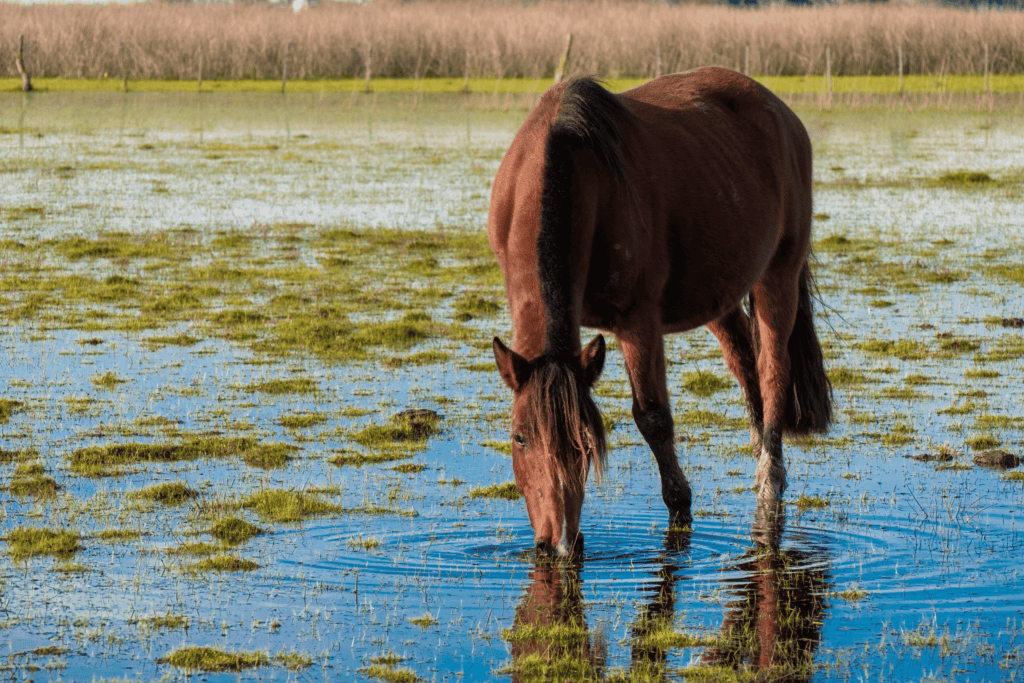 cavalo crioulo